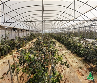 雷马蓝莓种植专用膜
