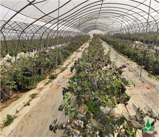 雷马蓝莓种植专用膜