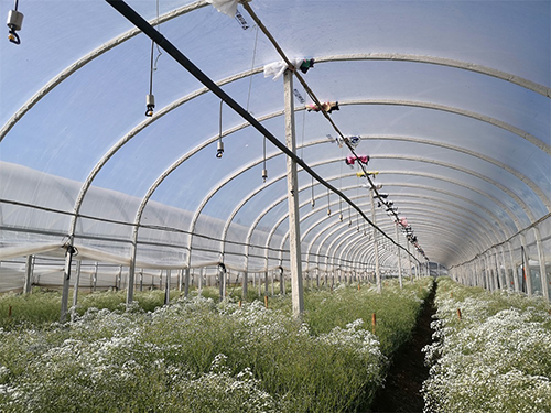 【用户专栏】雷马3号超长寿膜：满天星种植户表示很满意！