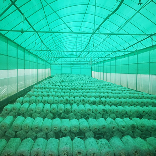 【品牌专栏】雷马赛瑞斯黑白膜、绿白膜——菌类种植好帮手！