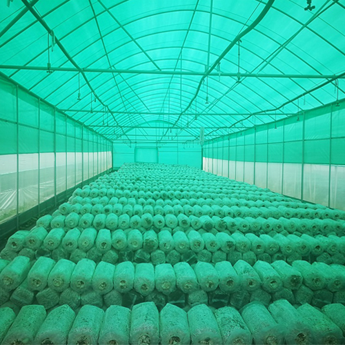 【品牌专栏】雷马黑白膜、绿白膜——菌类种植好帮手！