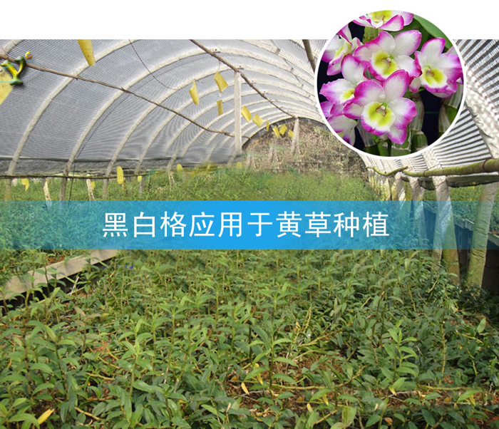 黑白格-黄草种植