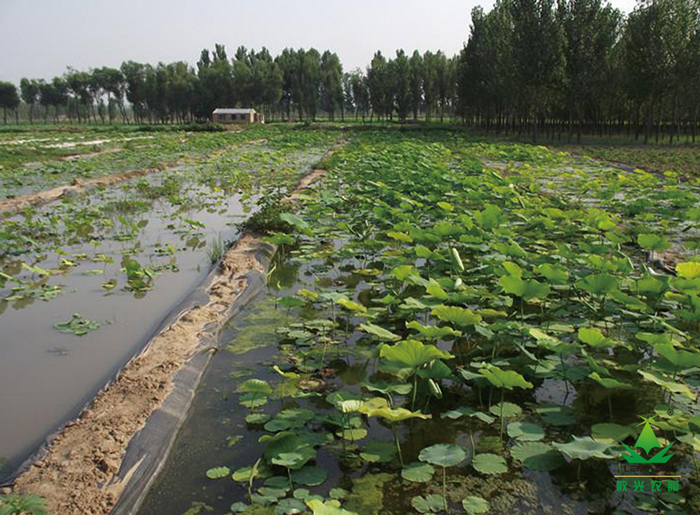 防渗布-莲藕-1