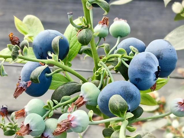 助力云南蓝莓产业高质量发展，看雷马蓝莓专用膜的优势所在 个性化定制蓝莓专用膜，雷马用专业诠释品质，助推云南蓝莓产业发展