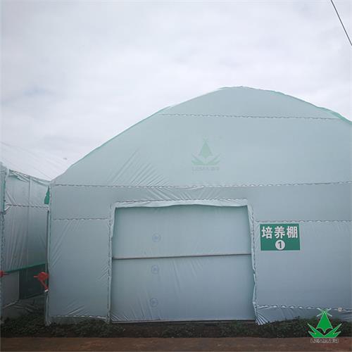 雷马绿白膜：降温/遮光/ 微光 / 一膜全搞定